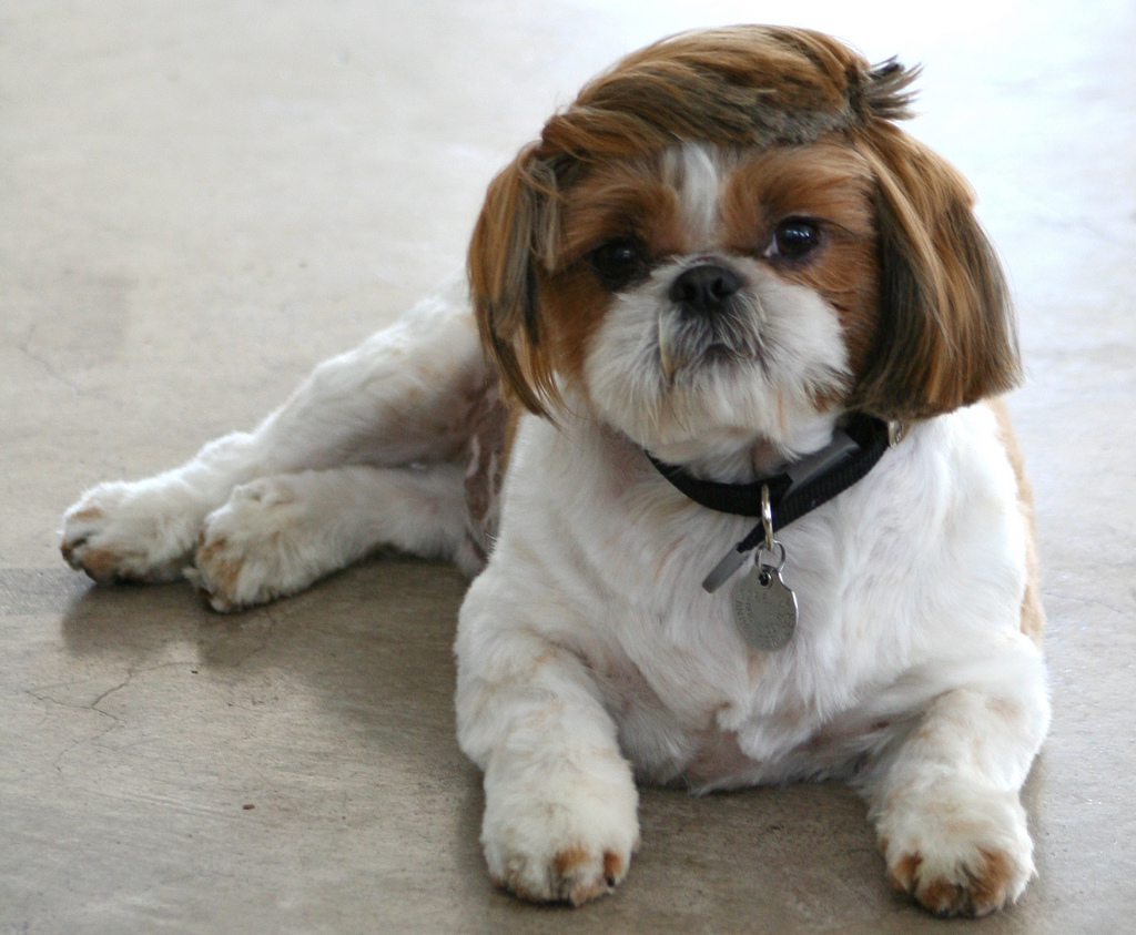 shih tzu hair combover cute dog hairdo haircut.jpg